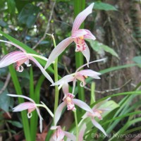 Cymbidium haematodes Lindl.